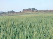 रबी विपणन वर्ष 2024-25 में समर्थन मूल्य पर गेहूं उपार्जन की अवधि बढ़ाई