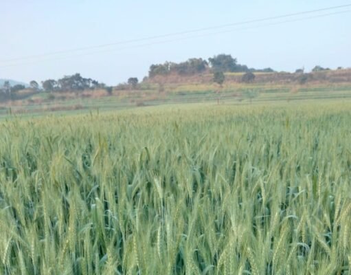 रबी विपणन वर्ष 2024-25 में समर्थन मूल्य पर गेहूं उपार्जन की अवधि बढ़ाई