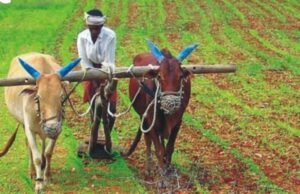 छिंदवाड़ा: नरवाई जलाने पर किसान के खिलाफ FIR, धारा 223 BNS के तहत मामला दर्ज kisan