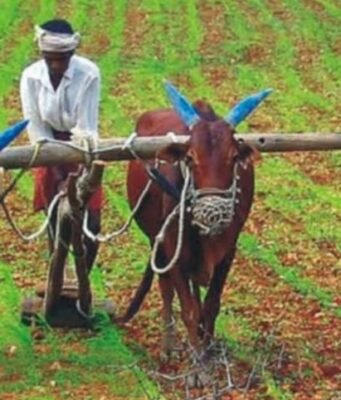 ग्रीष्मकालीन मूंग एवं उड़द उपार्जन के लिये पंजीयन 15 जून तक kisan