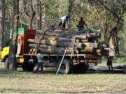 MP में इमारती लकड़ी एवं बांस के परिवहन के लिये ऑनलाइन (टीपी) एन.टी.पी.एस. प्रणाली लगू …