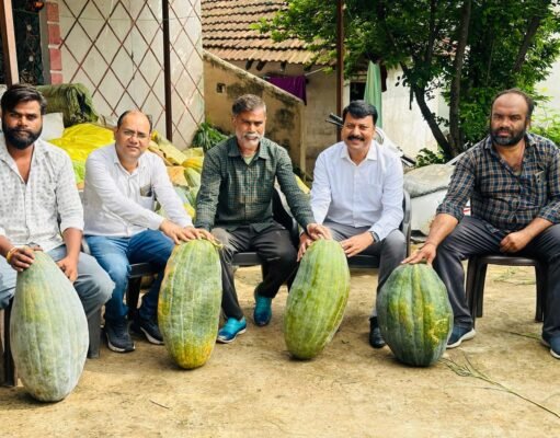 छिंदवाड़ा का एक गांव ऐसा जहां प्रति एकड़ 01 लाख का शुद्ध लाभ कमा रहे किसान ….