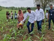 चुनावी रंग : नकुलनाथ पहुंचे खेत में यूरिया डालने….