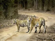 मध्यप्रदेश में बाघ की दहाड़ बरकरार… मध्यप्रदेश में बाघ की दहाड़ बरकरार