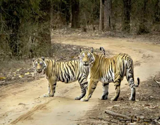 मध्यप्रदेश में बाघ की दहाड़ बरकरार… मध्यप्रदेश में बाघ की दहाड़ बरकरार