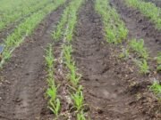 मक्के में यूरिया डालने का देसी जुगाड़ वीडियो हुआ वायरल