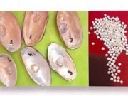 छिंदवाड़ा में हो रहा नवाचार, जानें मोती की खेती की वैज्ञानिक पद्धति…