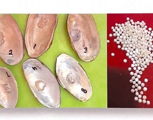 छिंदवाड़ा में हो रहा नवाचार, जानें मोती की खेती की वैज्ञानिक पद्धति…