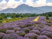 धारा 370 हटने से आई जम्मू-कश्मीर मे ’बैंगनी क्रांति’