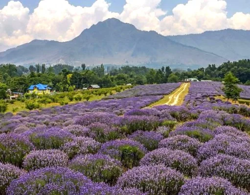 धारा 370 हटने से आई जम्मू-कश्मीर मे ’बैंगनी क्रांति’