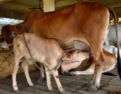 गाय और भैंस का दूध खरीदने पर भी दिया जाएगा बोनस :मुख्यमंत्री