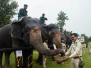 पेंच पार्क में हाथी महोत्सव(रेजुविनेशन) कैम्प आयोजित