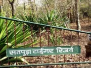 सावरवानी से खुलेगा सतपुड़ा टाइगर रिजर्व में बफर में सफर का दूसरा गेट