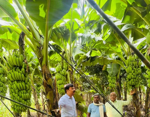 Success Story: आदिवासी किसान कमा रहा एक एकड़ में 4 लाख शुध्द मुनाफा….