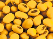 समर्थन मूल्य पर सोयाबीन खरीदी,पंजीयन 25 सितंबर से15 अक्तूबर तक