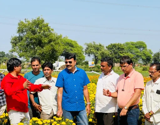 छिंदवाड़ा में फूलों की खेती से किसानों को हो रहा लाखों का मुनाफा, जानिए उन्नत तकनीक