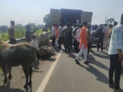 क्यो नहीं लग पा रहा गौहत्या पर अंकुश