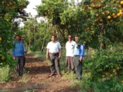 नवीन तकनीकी से संतरे की खेती हुई आसान