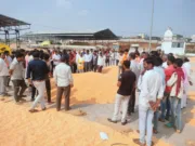 अमरवाड़ा कृषि उपज मंडी में मक्का से शुरू हुई नीलामी