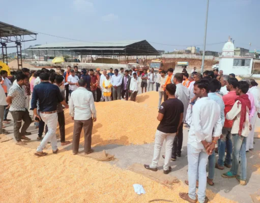 अमरवाड़ा कृषि उपज मंडी में मक्का से शुरू हुई नीलामी