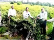 Chhindwara मिर्च के उत्पादन से लखपति बने किसान राजकुमार पवार