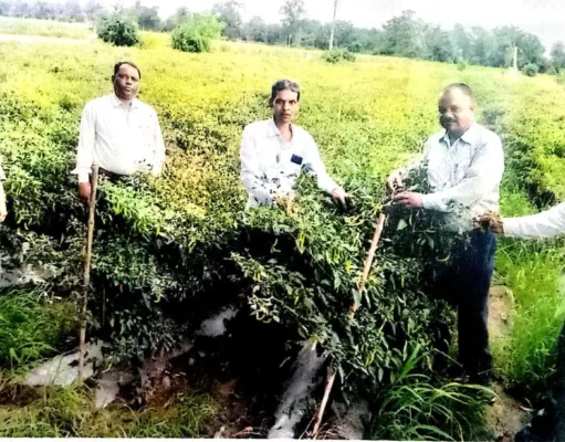 Chhindwara मिर्च के उत्पादन से लखपति बने किसान राजकुमार पवार