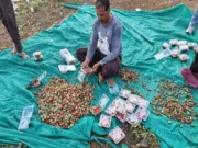Chhindwara स्ट्रॉबेरी की खेती से करोड़पति बना किसान …