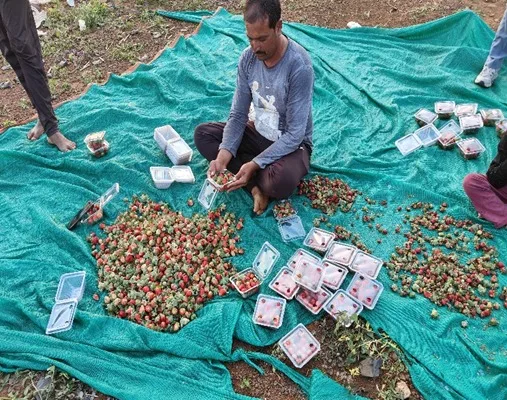 Chhindwara स्ट्रॉबेरी की खेती से करोड़पति बना किसान …