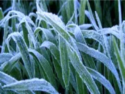 फसलों में पाला पड़ने की सम्भावना,किसानों को वैज्ञानिक सलाह