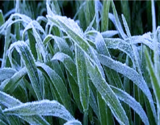 फसलों में पाला पड़ने की सम्भावना,किसानों को वैज्ञानिक सलाह