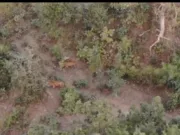 Pench national park:आदमखोर बाघ की तलाश जारी, बाघिन के साथ ड्रोन में कैद हुआ बाघ….