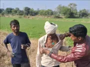 Chhindwara जंगल के राजा ने किया किसान पर हमला…