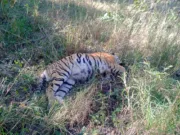 pench park:वर्चस्व की लड़ाई में गई टाइगर की जान…