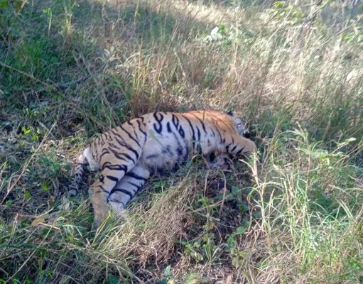 pench park:वर्चस्व की लड़ाई में गई टाइगर की जान…