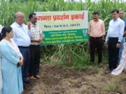 किसानों के लिए वरदान COVSI 18121,कृषि विज्ञान केंद्र छिंदवाड़ा का गन्ने की नवीन क़िस्म का नवाचार…