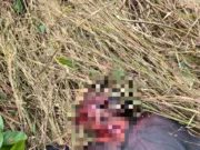 Chhindwara :बाघ के हमले में किसान की मौत, क्षेत्र में दहशत