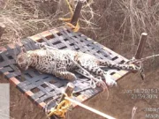 छिंदवाड़ा: कुएं में गिरने से तेंदुए की मौत, 6 घंटे बाद निकाला गया शव