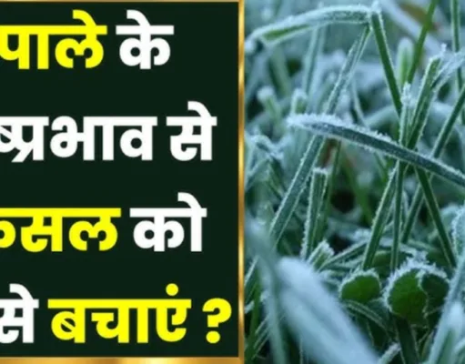 फसलों को पाले से बचाने मौसम वैज्ञानिकों एवं कृषि विभाग की किसानों को सलाह