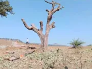 संग्रहालय निर्माण स्थल पर सामग्री पहुंचने के नाम पर ठेकेदार ने कटवाए महुए के पेड़