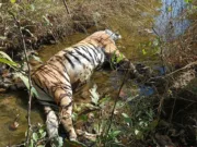 मोगली अभयारण्य की सीमा पर मादा बाघिन का मिला शव , करंट से मौत की आशंका