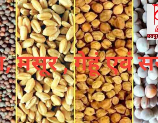 प्रदेश सरकार समर्थन मूल्य पर खरीदगी चना, मसूर एवं सरसों फटा-फट कराए पंजीयन….