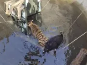 जान पर बन आई तो दुश्मन बने दोस्त ,शिकार की दौड़ में कुएं में गिरा बाघ, वन विभाग ने किया रेस्क्यू ऑपरेशन