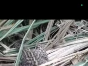 छिंदवाड़ा: पेंच नेशनल पार्क के समीप मादा तेंदुए ने गन्ने के खेत में शावक को दिया जन्म