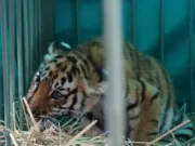 पेंच टाइगर रिजर्व में भूख से बाघ शावक की मौत, एक अन्य शावक का सफल रेस्क्यू…