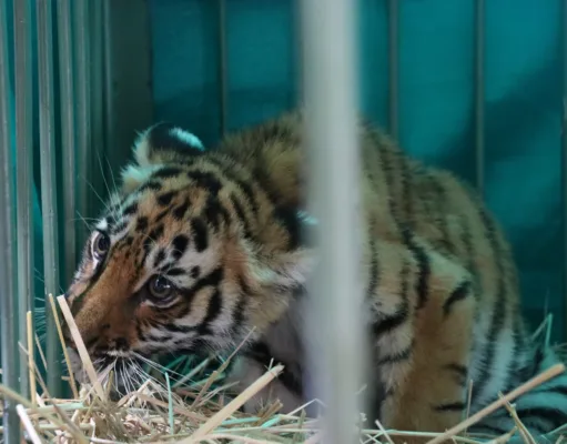 पेंच टाइगर रिजर्व में भूख से बाघ शावक की मौत, एक अन्य शावक का सफल रेस्क्यू…