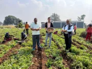 Chhindwara आलू की कॉन्ट्रेक्ट फार्मिंग से मालामाल हुये किसान …