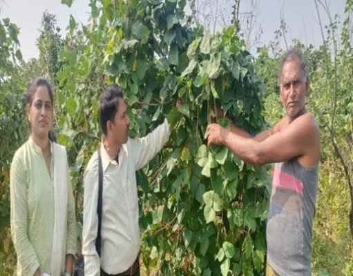 Chhindwara बंजर जमीन पर प्राकृतिक खेती अपनाकर कृषक अशोक साहू ने रचा सफलता का इतिहास