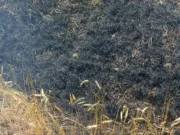 जमीनी विवाद में देवर ने की भाभी की हत्या आरोपी पुलिस गिरफ्त मे …