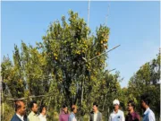 जैविक खेती से कामयाबी की इबारत: नरेन्द्र ठाकरे की संतरा क्रांति