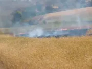 गेहूं की फसल में लगी आग, 2 एकड़ की फसल जलकर खाक
